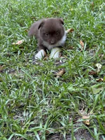 Annie, a female Australian Shepherd and Pomeranian for sale in Warsaw, NC – 6 of 8