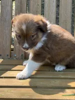 Poppy, a female Australian Shepherd and Pomeranian for sale in Warsaw, NC – 4 of 10