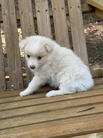 Goldie, a female Australian Shepherd and Pomeranian for sale in Warsaw, NC – 3 of 8