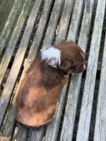 Poppy, a female Australian Shepherd and Pomeranian for sale in Warsaw, NC – 8 of 10
