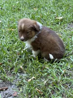 Poppy, a female Australian Shepherd and Pomeranian for sale in Warsaw, NC – 2 of 10