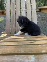 Jasper, a male Australian Shepherd and Pomeranian for sale in Warsaw, NC – 6 of 7