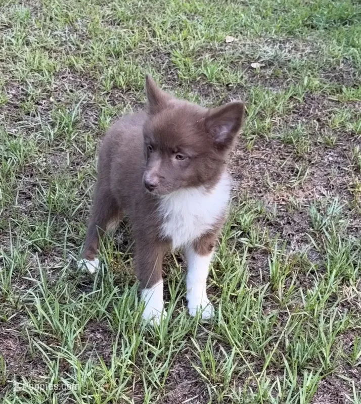 Coco – Australian Shepherd, Pomeranian puppy for sale in Warsaw, NC