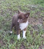 Coco, a female Australian Shepherd and Pomeranian for sale in Warsaw, NC – 1 of 9