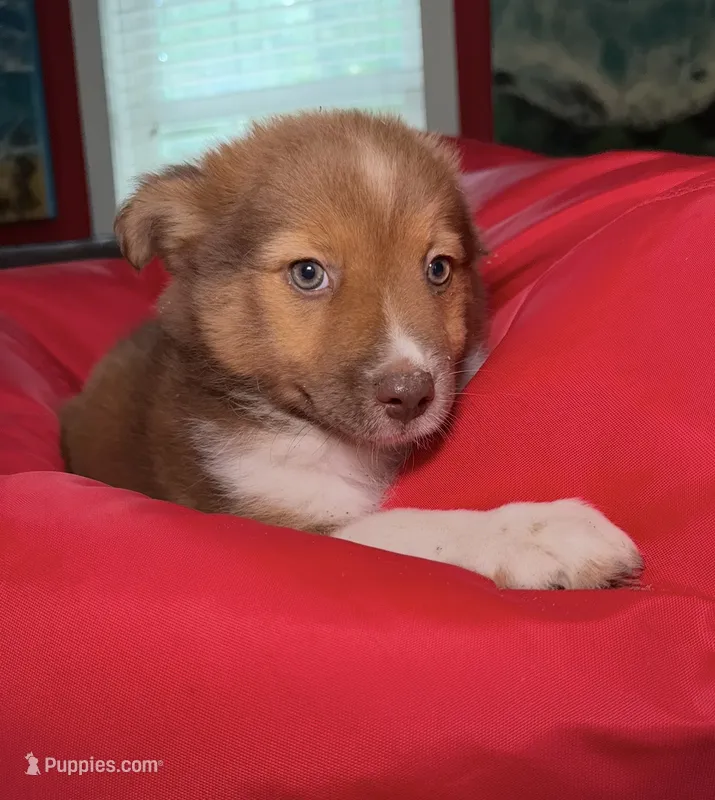 Poppy – Australian Shepherd, Pomeranian puppy for sale in Warsaw, NC