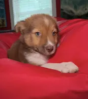 Poppy, a female Australian Shepherd and Pomeranian for sale in Warsaw, NC – 5 of 9