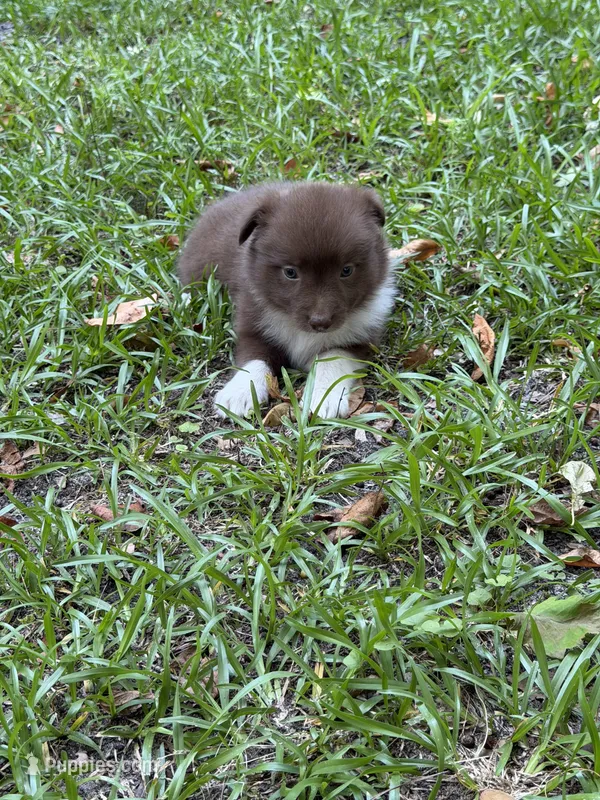 Annie – Australian Shepherd, Pomeranian puppy for sale in Warsaw, NC