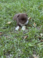 Annie, a female Australian Shepherd and Pomeranian for sale in Warsaw, NC – 1 of 8