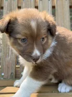 Poppy, a female Australian Shepherd and Pomeranian for sale in Warsaw, NC – 9 of 10