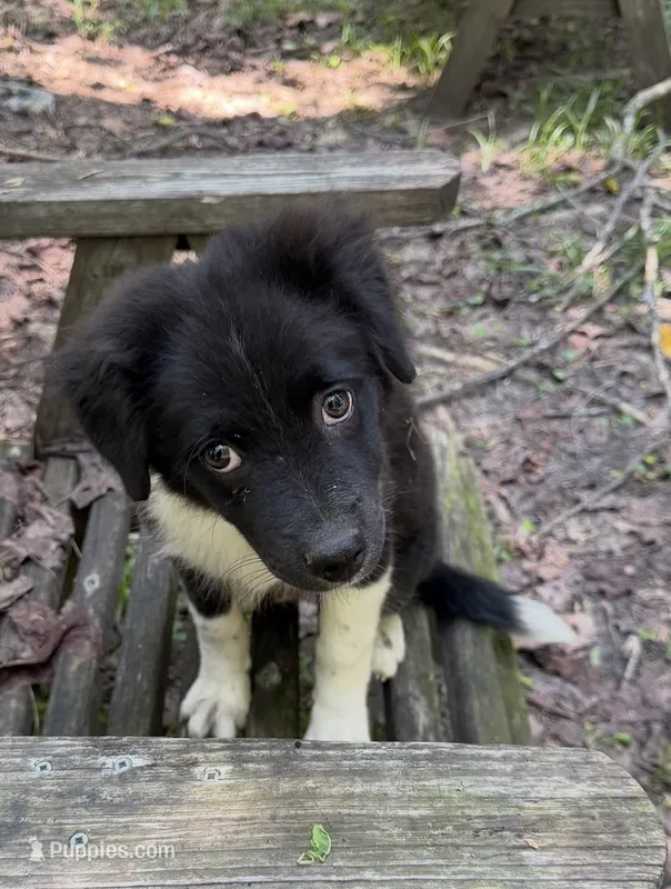 Bandit – Australian Shepherd, Pomeranian puppy for sale in Warsaw, NC