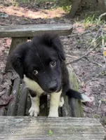 Bandit, a male Australian Shepherd and Pomeranian for sale in Warsaw, NC – 1 of 7