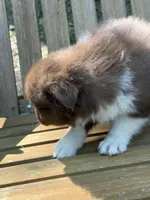 Poppy, a female Australian Shepherd and Pomeranian for sale in Warsaw, NC – 6 of 10