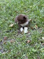 Annie, a female Australian Shepherd and Pomeranian for sale in Warsaw, NC – 7 of 8