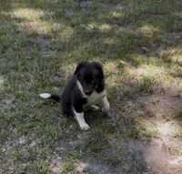 Bandit, a male Australian Shepherd and Pomeranian for sale in Warsaw, NC – 4 of 7