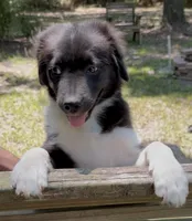 Bandit, a male Australian Shepherd and Pomeranian for sale in Warsaw, NC – 3 of 7