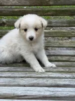 Goldie, a female Australian Shepherd and Pomeranian for sale in Warsaw, NC – 1 of 8