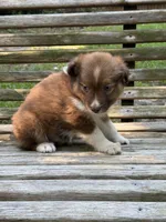 Poppy, a female Australian Shepherd and Pomeranian for sale in Warsaw, NC – 5 of 10
