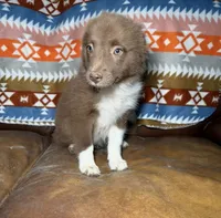 Coco, a female Australian Shepherd and Pomeranian for sale in Warsaw, NC – 5 of 9