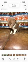 Coco, a female Australian Shepherd and Pomeranian for sale in Warsaw, NC – 4 of 9