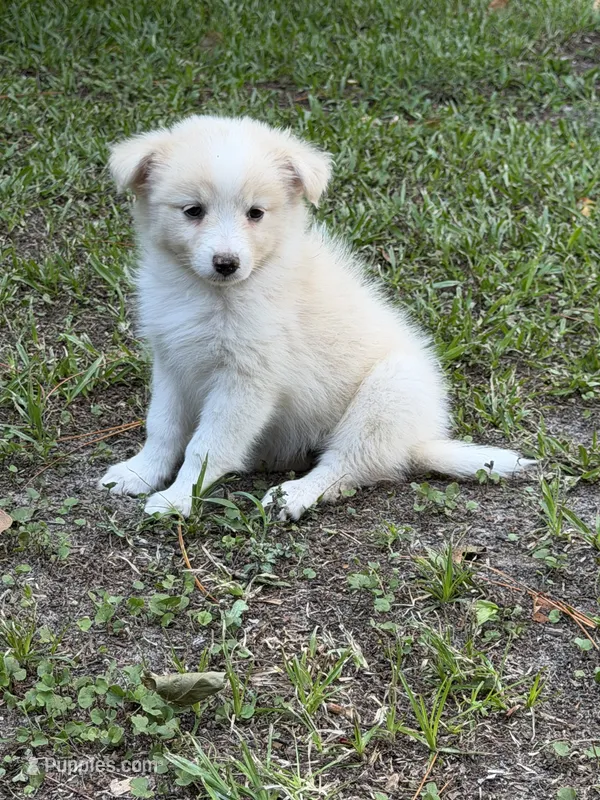 Goldie – Australian Shepherd, Pomeranian puppy for sale in Warsaw, NC