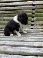 Jasper, a male Australian Shepherd and Pomeranian for sale in Warsaw, NC – 7 of 7