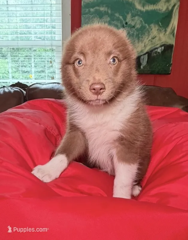 Annie – Australian Shepherd, Pomeranian puppy for sale in Warsaw, NC