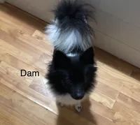 Coco, a female Australian Shepherd and Pomeranian for sale in Warsaw, NC – 9 of 9