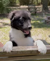 Bandit, a male Australian Shepherd and Pomeranian for sale in Warsaw, NC – 6 of 7