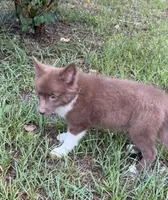 Coco, a female Australian Shepherd and Pomeranian for sale in Warsaw, NC – 7 of 9