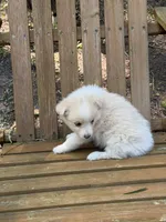 Goldie, a female Australian Shepherd and Pomeranian for sale in Warsaw, NC – 7 of 8