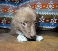 Coco, a female Australian Shepherd and Pomeranian for sale in Warsaw, NC – 2 of 9