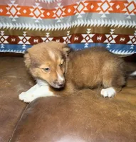 Poppy, a female Australian Shepherd and Pomeranian for sale in Warsaw, NC – 7 of 9