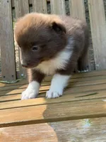 Annie, a female Australian Shepherd and Pomeranian for sale in Warsaw, NC – 5 of 8