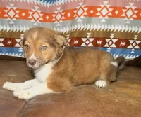 Poppy, a female Australian Shepherd and Pomeranian for sale in Warsaw, NC – 2 of 9