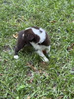 Millie, a female Australian Shepherd and Pomeranian for sale in Warsaw, NC – 2 of 6