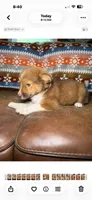 Poppy, a female Australian Shepherd and Pomeranian for sale in Warsaw, NC – 4 of 9