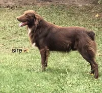 Coco, a female Australian Shepherd and Pomeranian for sale in Warsaw, NC – 8 of 9