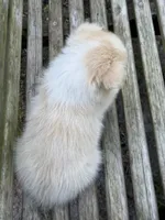 Goldie, a female Australian Shepherd and Pomeranian for sale in Warsaw, NC – 6 of 8