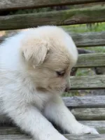 Goldie, a female Australian Shepherd and Pomeranian for sale in Warsaw, NC – 2 of 8