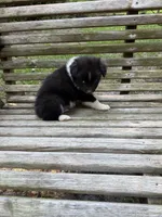 Jasper, a male Australian Shepherd and Pomeranian for sale in Warsaw, NC – 5 of 7