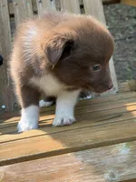 Poppy, a female Australian Shepherd and Pomeranian for sale in Warsaw, NC – 10 of 10