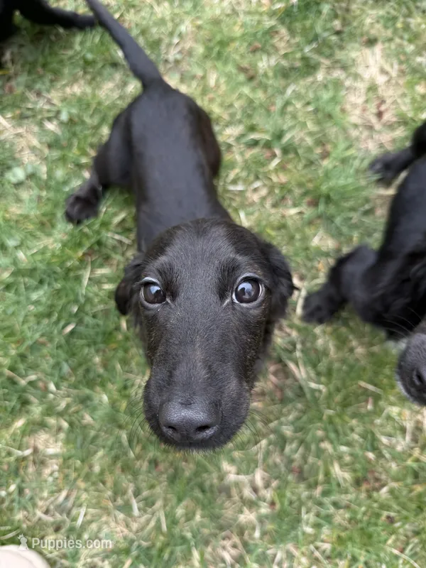Gourdy – Miniature Dachshund puppy for sale in Cleveland, OH