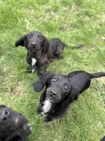 Gourdy, a male Miniature Dachshund for sale in Cleveland, OH – 3 of 7