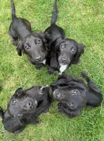 Gourdy, a male Miniature Dachshund for sale in Cleveland, OH – 5 of 7