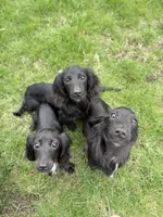Squash, a male Miniature Dachshund for sale in Cleveland, OH – 3 of 5