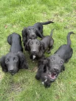 Gourdy, a male Miniature Dachshund for sale in Cleveland, OH – 6 of 7
