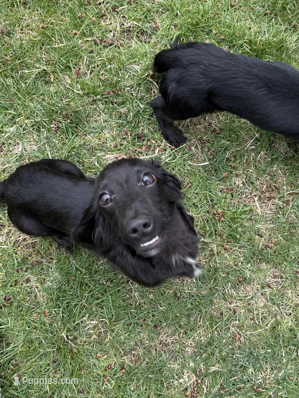 Squash – Miniature Dachshund puppy for sale in Cleveland, OH