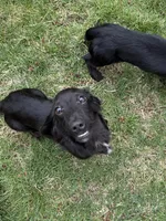 Squash, a male Miniature Dachshund for sale in Cleveland, OH – 1 of 5