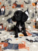 Gumdrop, a female Dachshund and Miniature Dachshund for sale in Cleveland, OH – Photo 2 of 3