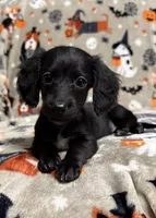 Gumdrop, a female Dachshund and Miniature Dachshund for sale in Cleveland, OH – Photo 3 of 3